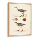 Sandpipers Y Huevos Ii - Morris | Cuadro decorativo de Canvas Lab