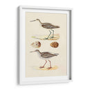 Sandpipers Y Huevos Ii - Morris | Cuadro decorativo de Canvas Lab