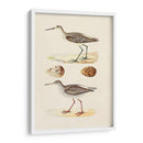 Sandpipers Y Huevos Ii - Morris | Cuadro decorativo de Canvas Lab