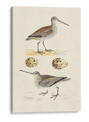 Sandpipers Y Huevos Iii - Morris | Cuadro decorativo de Canvas Lab
