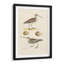 Sandpipers Y Huevos Iii - Morris | Cuadro decorativo de Canvas Lab