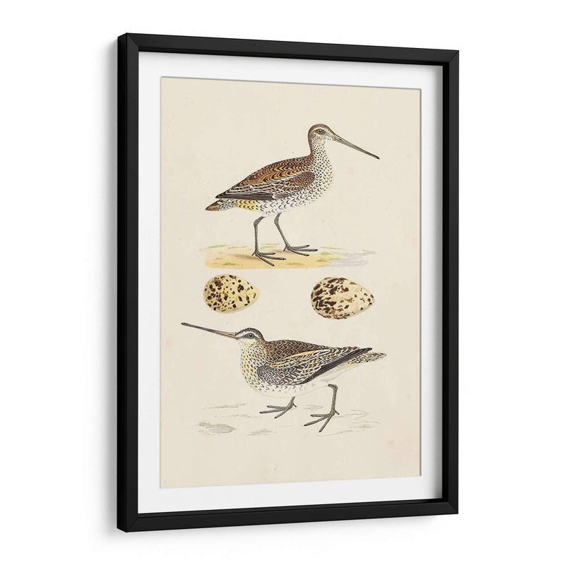 Sandpipers Y Huevos Iii - Morris | Cuadro decorativo de Canvas Lab