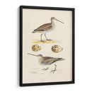 Sandpipers Y Huevos Iii - Morris | Cuadro decorativo de Canvas Lab