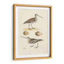 Sandpipers Y Huevos Iii - Morris | Cuadro decorativo de Canvas Lab