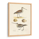 Sandpipers Y Huevos Iii - Morris | Cuadro decorativo de Canvas Lab