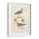 Sandpipers Y Huevos Iii - Morris | Cuadro decorativo de Canvas Lab