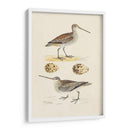 Sandpipers Y Huevos Iii - Morris | Cuadro decorativo de Canvas Lab