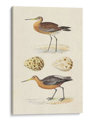 Sandpipers Y Huevos Iv - Morris | Cuadro decorativo de Canvas Lab