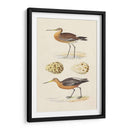 Sandpipers Y Huevos Iv - Morris | Cuadro decorativo de Canvas Lab
