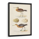 Sandpipers Y Huevos Iv - Morris | Cuadro decorativo de Canvas Lab