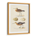 Sandpipers Y Huevos Iv - Morris | Cuadro decorativo de Canvas Lab