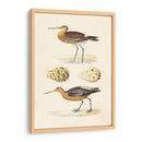 Sandpipers Y Huevos Iv - Morris | Cuadro decorativo de Canvas Lab