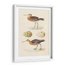 Sandpipers Y Huevos Iv - Morris | Cuadro decorativo de Canvas Lab