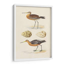 Sandpipers Y Huevos Iv - Morris | Cuadro decorativo de Canvas Lab