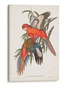 Loros Tropicales I - John Gould | Cuadro decorativo de Canvas Lab