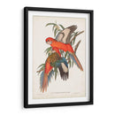 Loros Tropicales I - John Gould | Cuadro decorativo de Canvas Lab