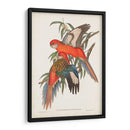 Loros Tropicales I - John Gould | Cuadro decorativo de Canvas Lab