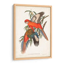 Loros Tropicales I - John Gould | Cuadro decorativo de Canvas Lab
