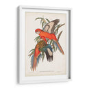 Loros Tropicales I - John Gould | Cuadro decorativo de Canvas Lab