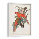 Loros Tropicales I - John Gould | Cuadro decorativo de Canvas Lab
