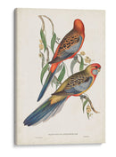 Loros Tropicales Ii - John Gould | Cuadro decorativo de Canvas Lab
