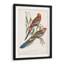 Loros Tropicales Ii - John Gould | Cuadro decorativo de Canvas Lab
