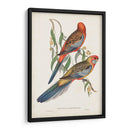 Loros Tropicales Ii - John Gould | Cuadro decorativo de Canvas Lab