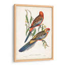 Loros Tropicales Ii - John Gould | Cuadro decorativo de Canvas Lab