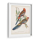 Loros Tropicales Ii - John Gould | Cuadro decorativo de Canvas Lab