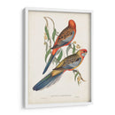 Loros Tropicales Ii - John Gould | Cuadro decorativo de Canvas Lab