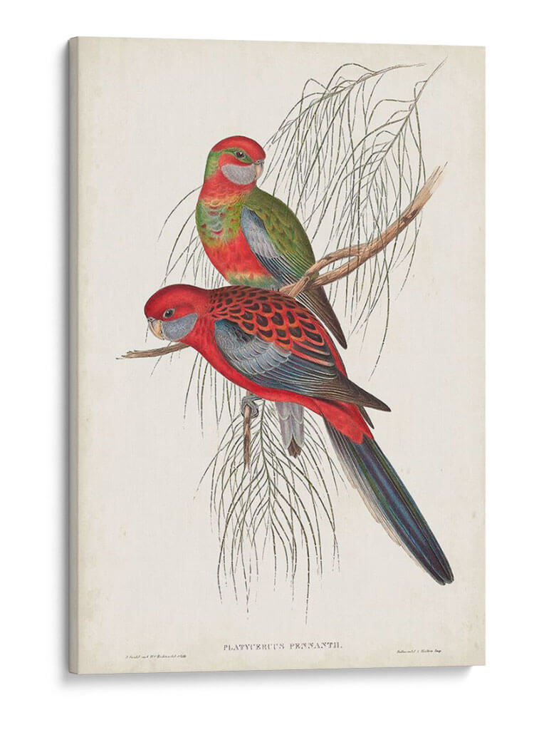 Loros Tropicales Iii - John Gould | Cuadro decorativo de Canvas Lab