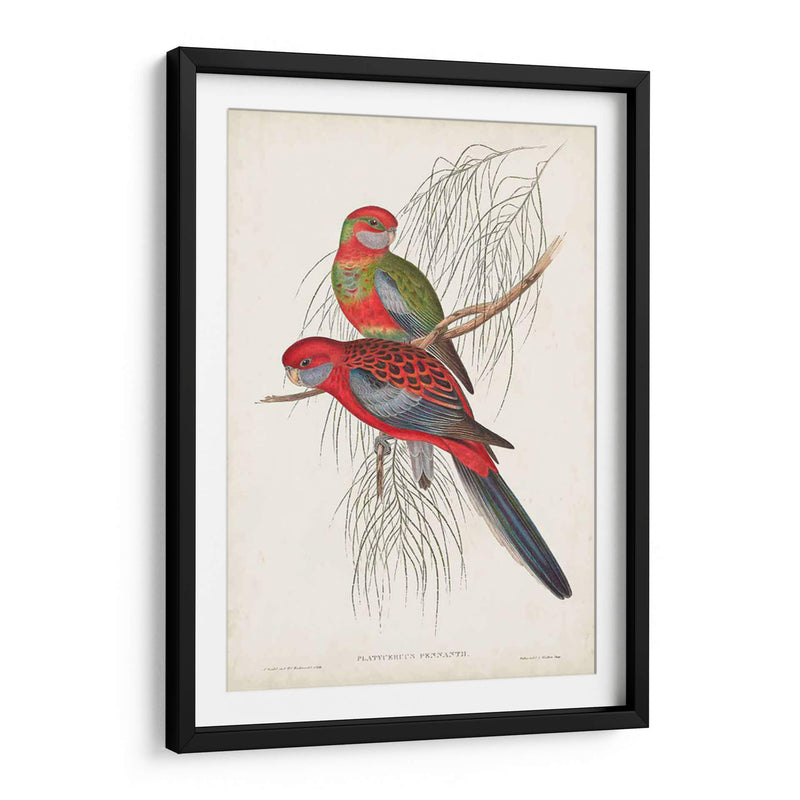 Loros Tropicales Iii - John Gould | Cuadro decorativo de Canvas Lab