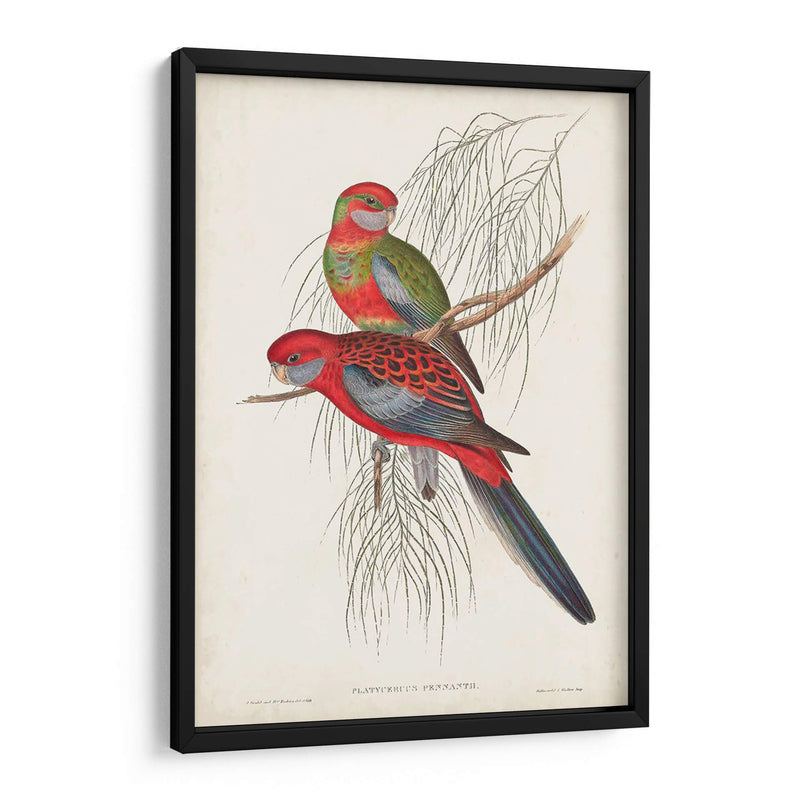 Loros Tropicales Iii - John Gould | Cuadro decorativo de Canvas Lab