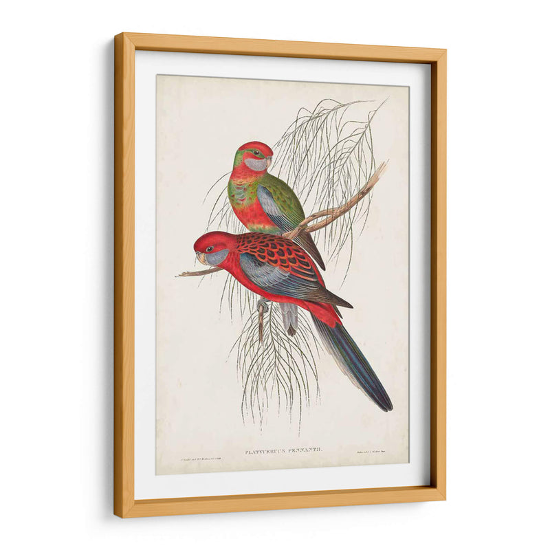 Loros Tropicales Iii - John Gould | Cuadro decorativo de Canvas Lab