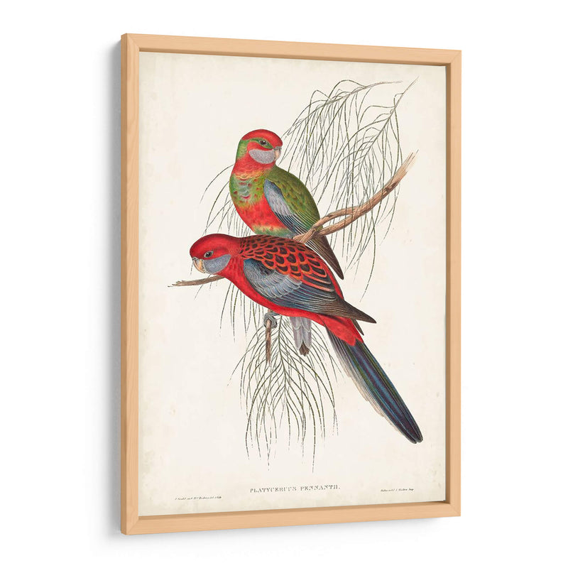 Loros Tropicales Iii - John Gould | Cuadro decorativo de Canvas Lab