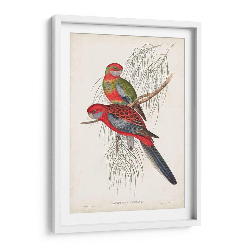 Loros Tropicales Iii - John Gould | Cuadro decorativo de Canvas Lab