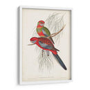 Loros Tropicales Iii - John Gould | Cuadro decorativo de Canvas Lab