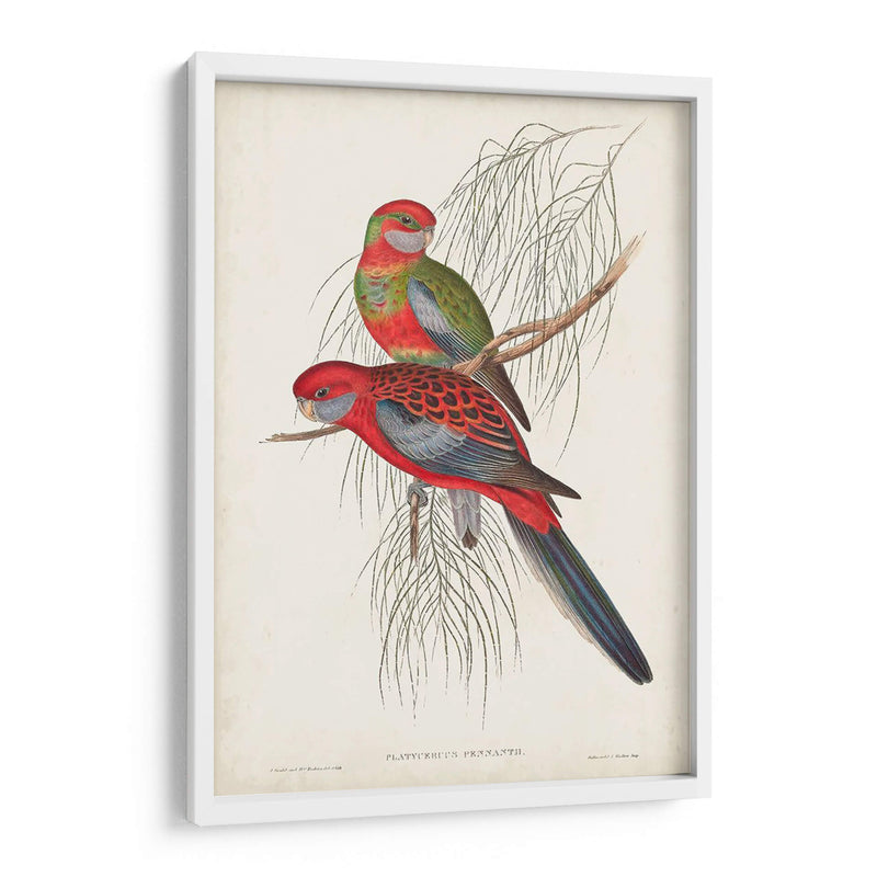 Loros Tropicales Iii - John Gould | Cuadro decorativo de Canvas Lab