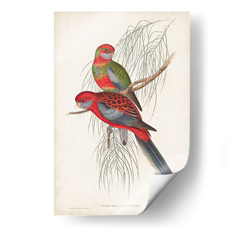 Loros Tropicales Iii - John Gould | Cuadro decorativo de Canvas Lab