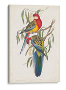Loros Tropicales Iv - John Gould | Cuadro decorativo de Canvas Lab