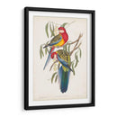 Loros Tropicales Iv - John Gould | Cuadro decorativo de Canvas Lab