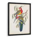 Loros Tropicales Iv - John Gould | Cuadro decorativo de Canvas Lab