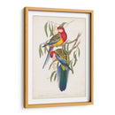 Loros Tropicales Iv - John Gould | Cuadro decorativo de Canvas Lab