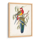 Loros Tropicales Iv - John Gould | Cuadro decorativo de Canvas Lab
