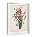 Loros Tropicales Iv - John Gould | Cuadro decorativo de Canvas Lab