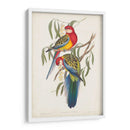Loros Tropicales Iv - John Gould | Cuadro decorativo de Canvas Lab