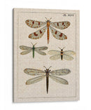 Estudio De Libélula I - Vision Studio | Cuadro decorativo de Canvas Lab