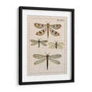 Estudio De Libélula I - Vision Studio | Cuadro decorativo de Canvas Lab