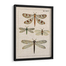 Estudio De Libélula I - Vision Studio | Cuadro decorativo de Canvas Lab