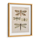 Estudio De Libélula I - Vision Studio | Cuadro decorativo de Canvas Lab